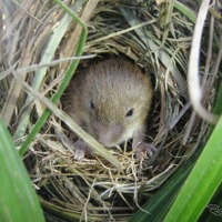 敷地内で確認されたカヤネズミ