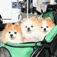 ペットも来場可