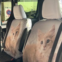 特別仕様のねこシート