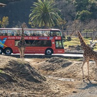 高さ3.5mの視点からキリンと見つめ合う