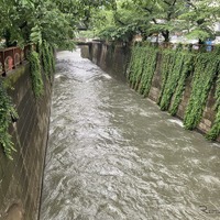 目黒川（6月3日、東京都目黒区）
