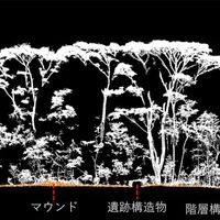 点群データ断面からわかるマウンドと森林構造