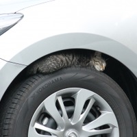 猫の命と愛車を守る、乗車前に「猫バンバン」のススメ