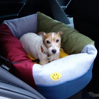 愛犬を後席に乗せるときのベストな方法とは？