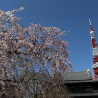 東京タワー。写真の桜はしだれか
