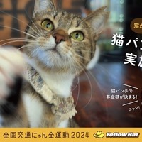 イエローハット：猫パンチ募金