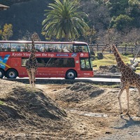 アドベンチャーワールド、オープントップバスで巡るサファリツアー開催…3月28日から4日間限定 画像