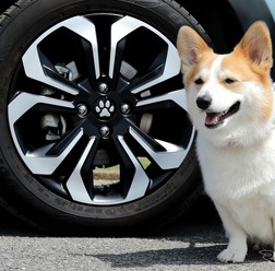 愛犬を連れてレジャーに