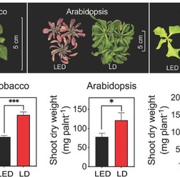 LD(赤)とLED(黒)が植物全体の生育に与える影響(B:t検定を実施(n=4)、*は有意差あり(p<0.05))
