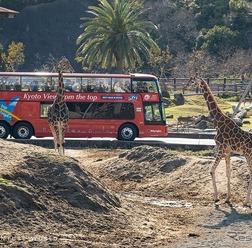 高さ3.5mの視点からキリンと見つめ合う