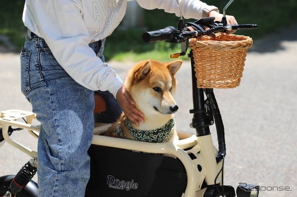 愛犬とお出かけ