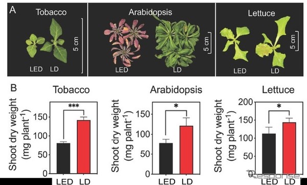 LD（赤）とLED（黒）が植物全体の生育に与える影響（B：t検定を実施（n=4）、*は有意差あり（p<0.05））