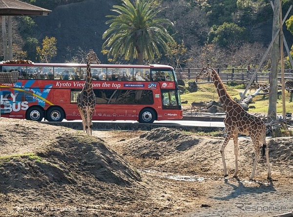高さ3.5mの視点からキリンと見つめ合う