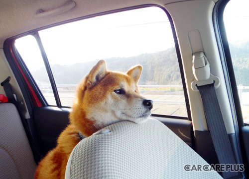 大切な愛犬とのドライブを楽しむためにも、カーエアコンのメンテナンスを