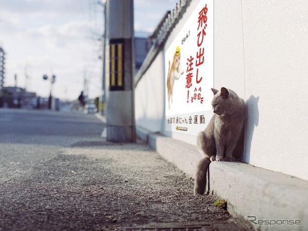 街中に「猫飛び出しサイン」が広まったイメージ