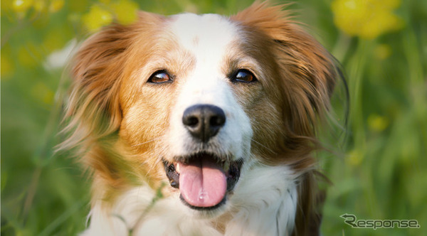 保護犬・雑種犬（イメージ）