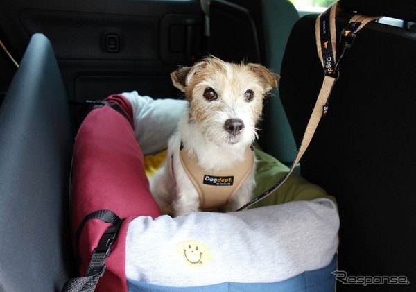 愛犬を後席に乗せるときのベストな方法とは？