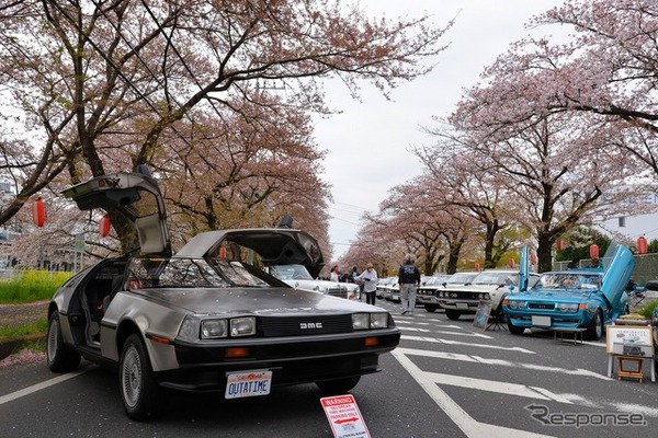 桜吹雪と名車の饗宴…オールドカーミーティングin清久さくらまつり