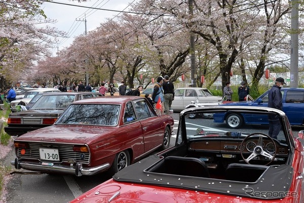 桜吹雪と名車の饗宴…オールドカーミーティングin清久さくらまつり