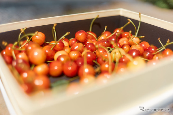 野菜や果物も収穫可能