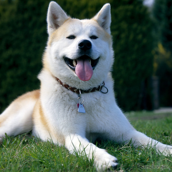 秋田犬