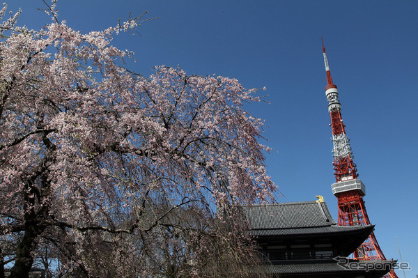 東京タワー。写真の桜はしだれか