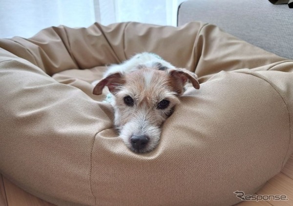 暑い時期の停電は犬も辛いわんbyララ