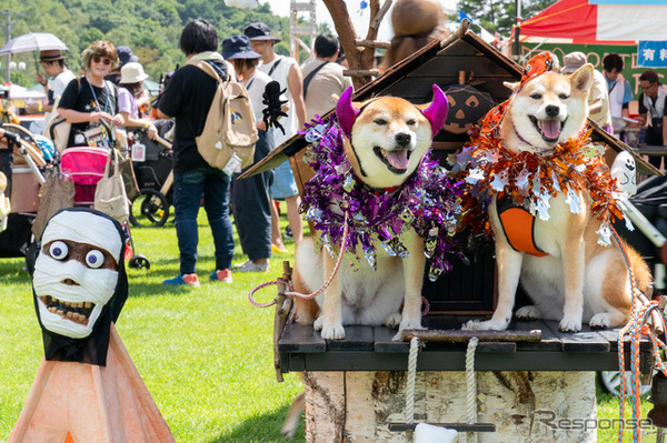 今や家族の一員となった犬たち。ハロウィンの仮装をしてフォトスポットで記念撮影。