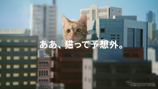 イエローハットTVCM：『猫って予想外』