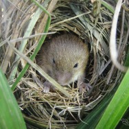 敷地内で確認されたカヤネズミ