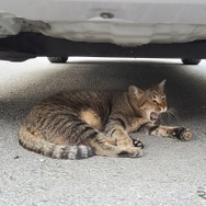 （イメージ）