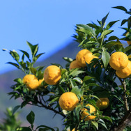 安富町（姫路市）の名産「ゆず」