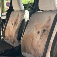 特別仕様のねこシート