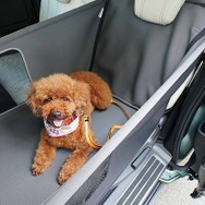 純正愛犬用アクセサリー「Honda Dog」シリーズペットシートサークル