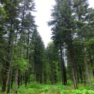 北海道トドマツ