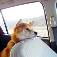 大切な愛犬とのドライブを楽しむためにも、カーエアコンのメンテナンスを