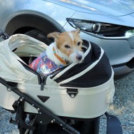 夏の愛犬同伴ドライブ、注意点＆必須アイテム