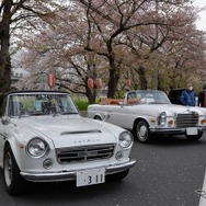 桜吹雪と名車の饗宴…オールドカーミーティングin清久さくらまつり