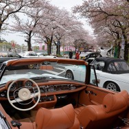 桜吹雪と名車の饗宴…オールドカーミーティングin清久さくらまつり