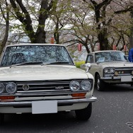 桜吹雪と名車の饗宴…オールドカーミーティングin清久さくらまつり