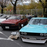 桜吹雪と名車の饗宴…オールドカーミーティングin清久さくらまつり