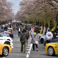 桜吹雪と名車の饗宴…オールドカーミーティングin清久さくらまつり