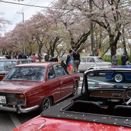 桜吹雪と名車の饗宴…オールドカーミーティングin清久さくらまつり