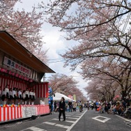 桜吹雪と名車の饗宴…オールドカーミーティングin清久さくらまつり