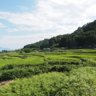 棚田の風景