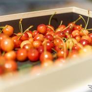 野菜や果物も収穫可能