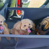 「ペットシートサークル」は小型犬なら3頭でも十分なスペースがありそうだ。