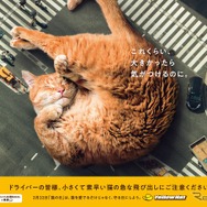 イエローハット「巨大猫ポスター」