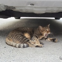 意外ニャ！ 6月に急増、猫のエンジンルーム侵入…要注意