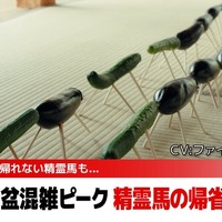帰省ラッシュで「精霊馬」が大渋滞！？　トヨタがユーモラスな特別動画を公開